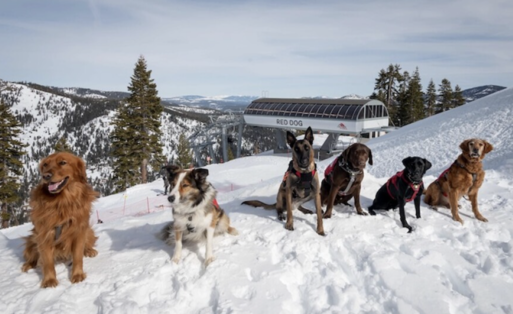 Avalanche rescue dogs pose for a picture above Red Dog Chair Lift at Palisades Tahoe in Olympic Valley, California. From left: Eski, Jackson, Ahsoka, Camper, Moxie, and Shaka. Kat Abraham/KUNR Public Radio.